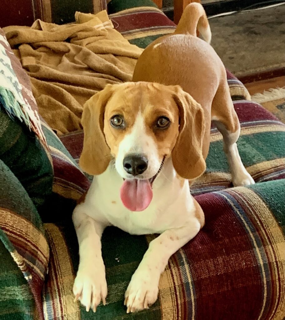 Poppy the beagle, Chief Cuteness Officer of Skyline Property Services