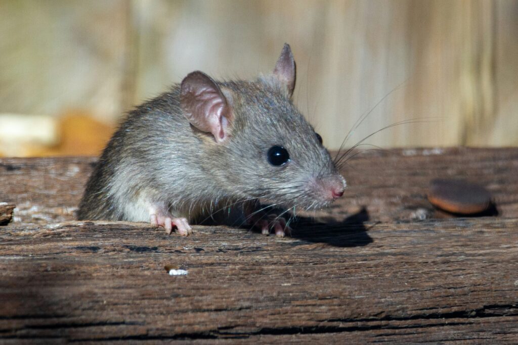 Property inspected for pest and vermin issues during Arvada rental inspection